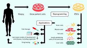 Stem Cell Research Unlocking the Potential of Regenerative Medicine