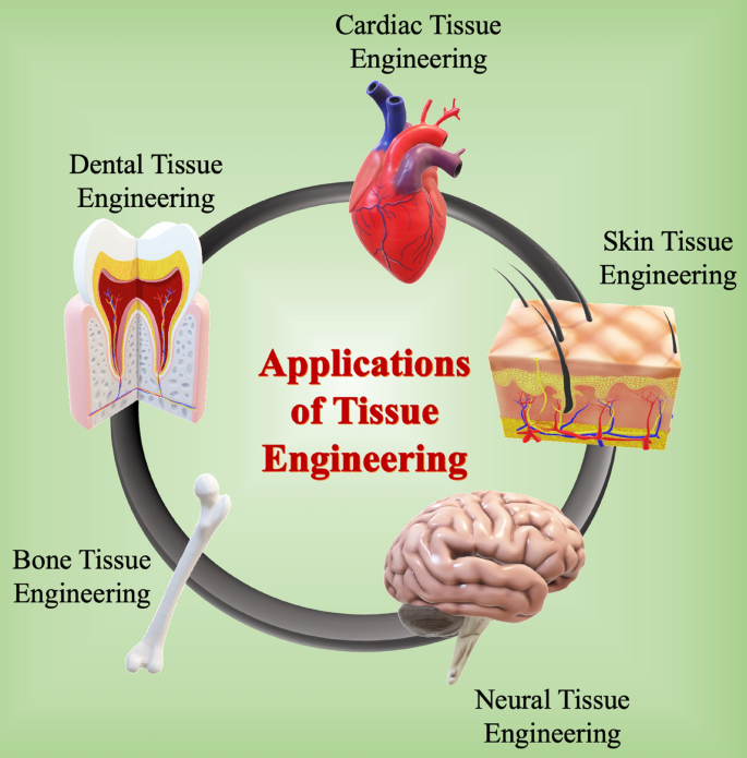 Tissue Engineering Building Biological Structures